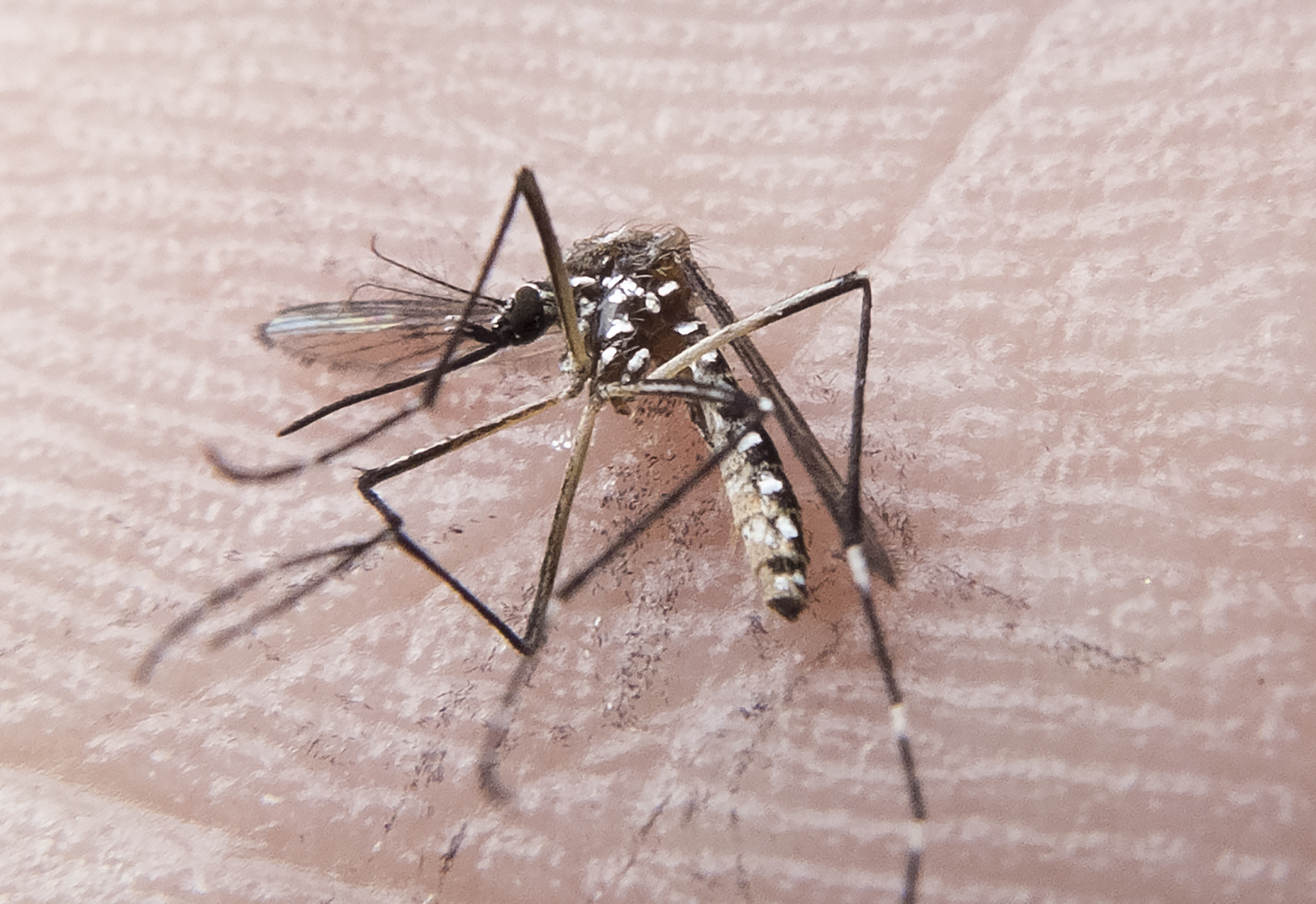 rn_dengue_fp00760