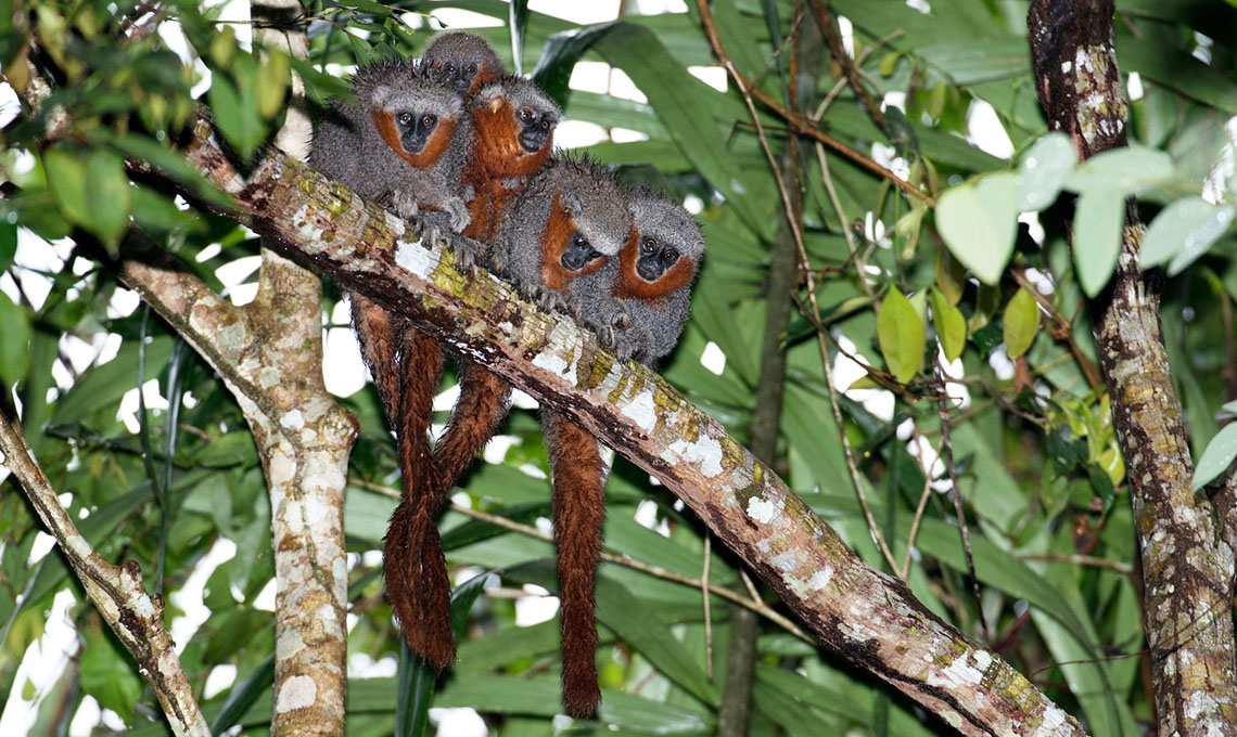 Foto: Divulgação/WWF