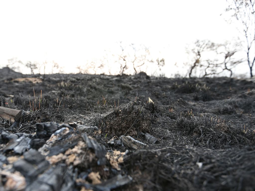 Incêndio destrói cerrado na região do Lago Oeste, no Distrito Federal (Fabio Rodrigues Pozzebom Agência Brasil)