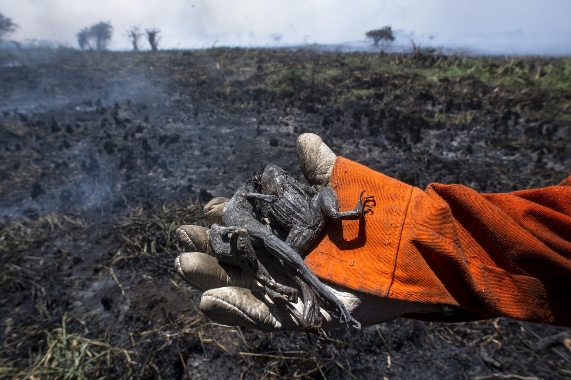 Os 46 hectares engolidos pelo fogo no Parque do Cocó, no Ceará. Foto: Davi Pinheiro/El País