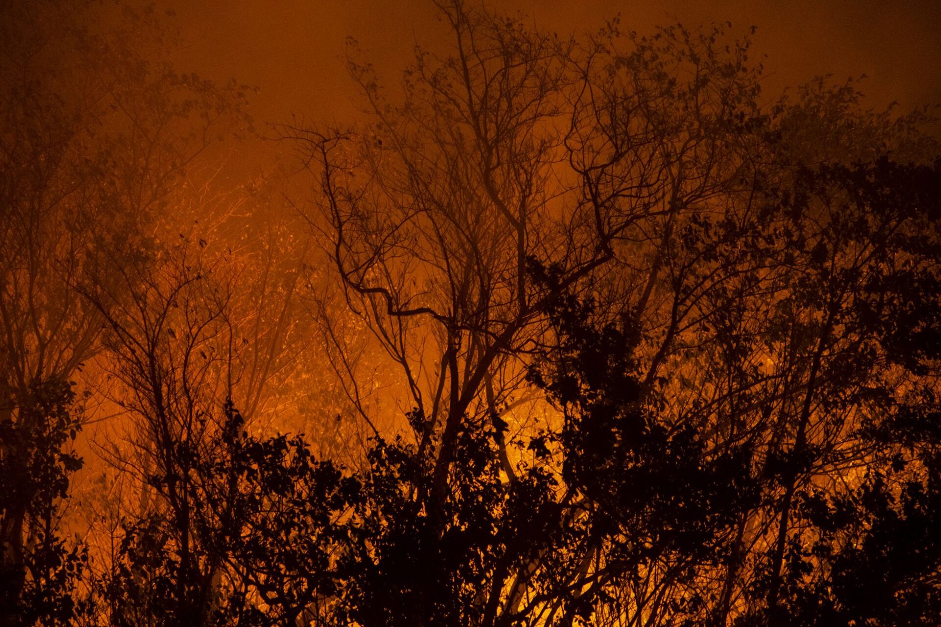 Os 46 hectares engolidos pelo fogo no Parque do Cocó, no Ceará. Foto: Davi Pinheiro/El País