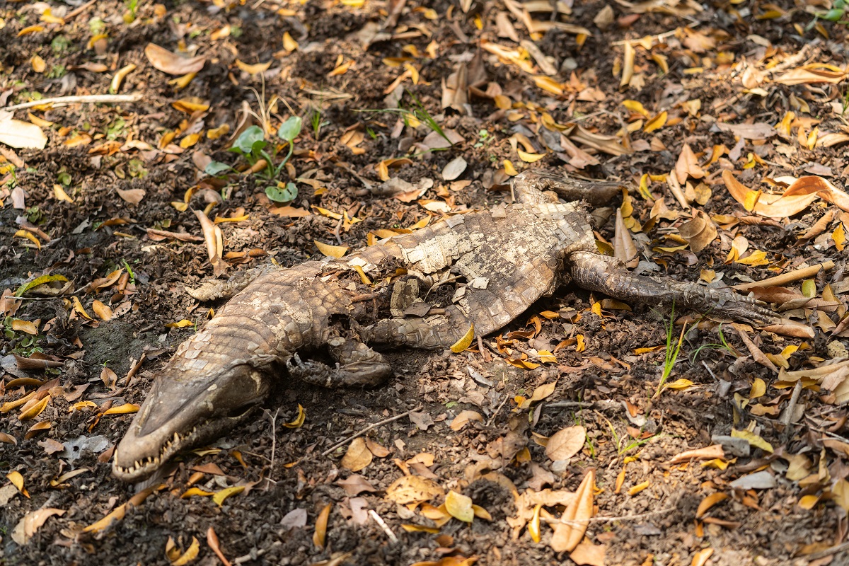 Aligator dies by fire | Foto: Shutterstock/Tiago Marinho