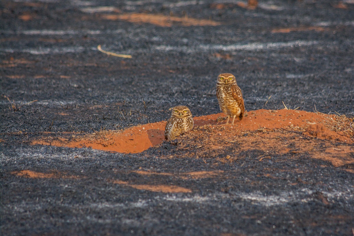 Pantanal em chamas | Foto: Shutterstock/Rafael Martos Martins