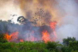 Queimadas na Amazônia | Foto: Pedarilhosbr/ Shutterstock