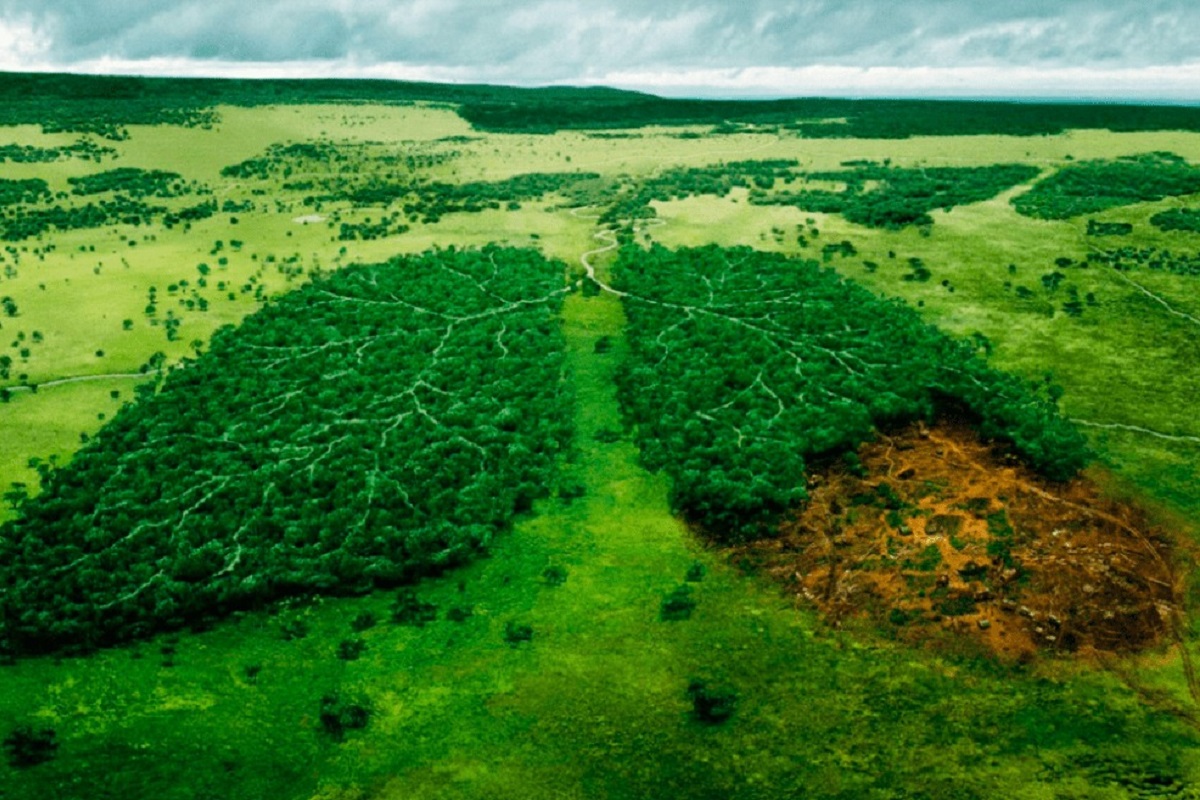 Floresta em formato de pulmão desmatado