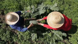 Documento traz 16 propostas a serem adotadas no próximo período, como o fomento à agroecologia - Articulação Nacional de Agroecologia