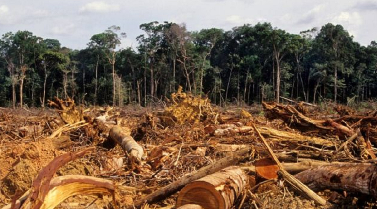 Desmatamento na Amazônia | Foto: reprodução/BBC