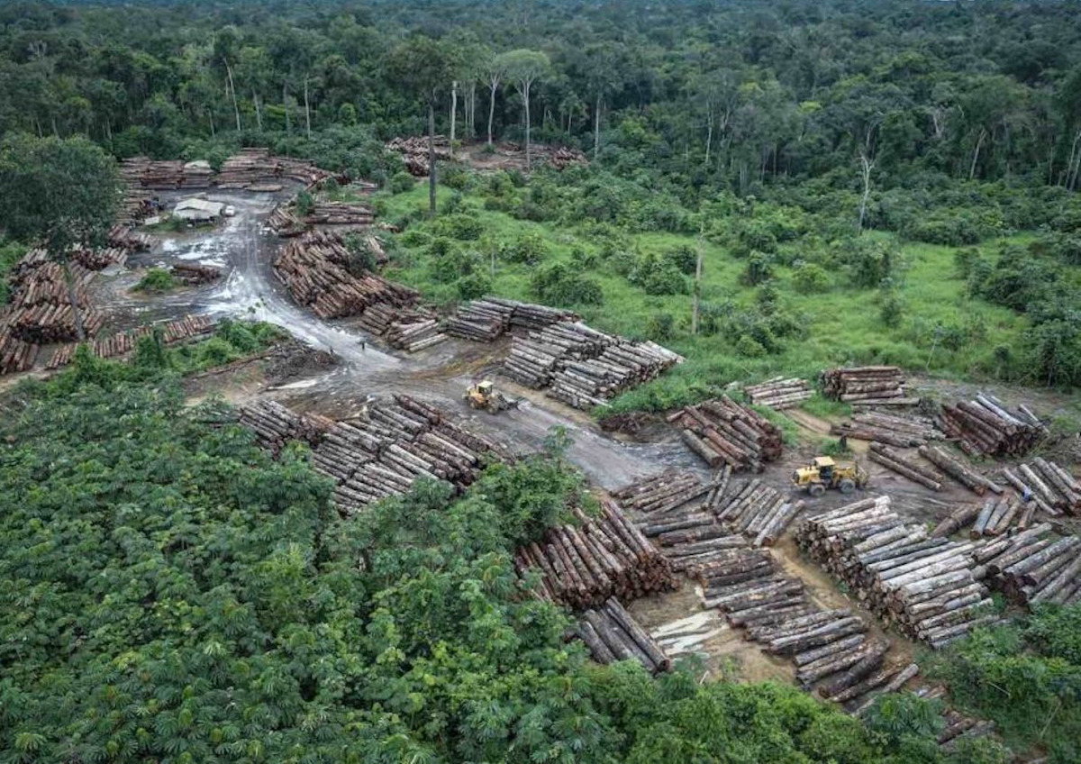 Retirada ilegal de árvores na Amazônia | Foto: reprodução/Poder360